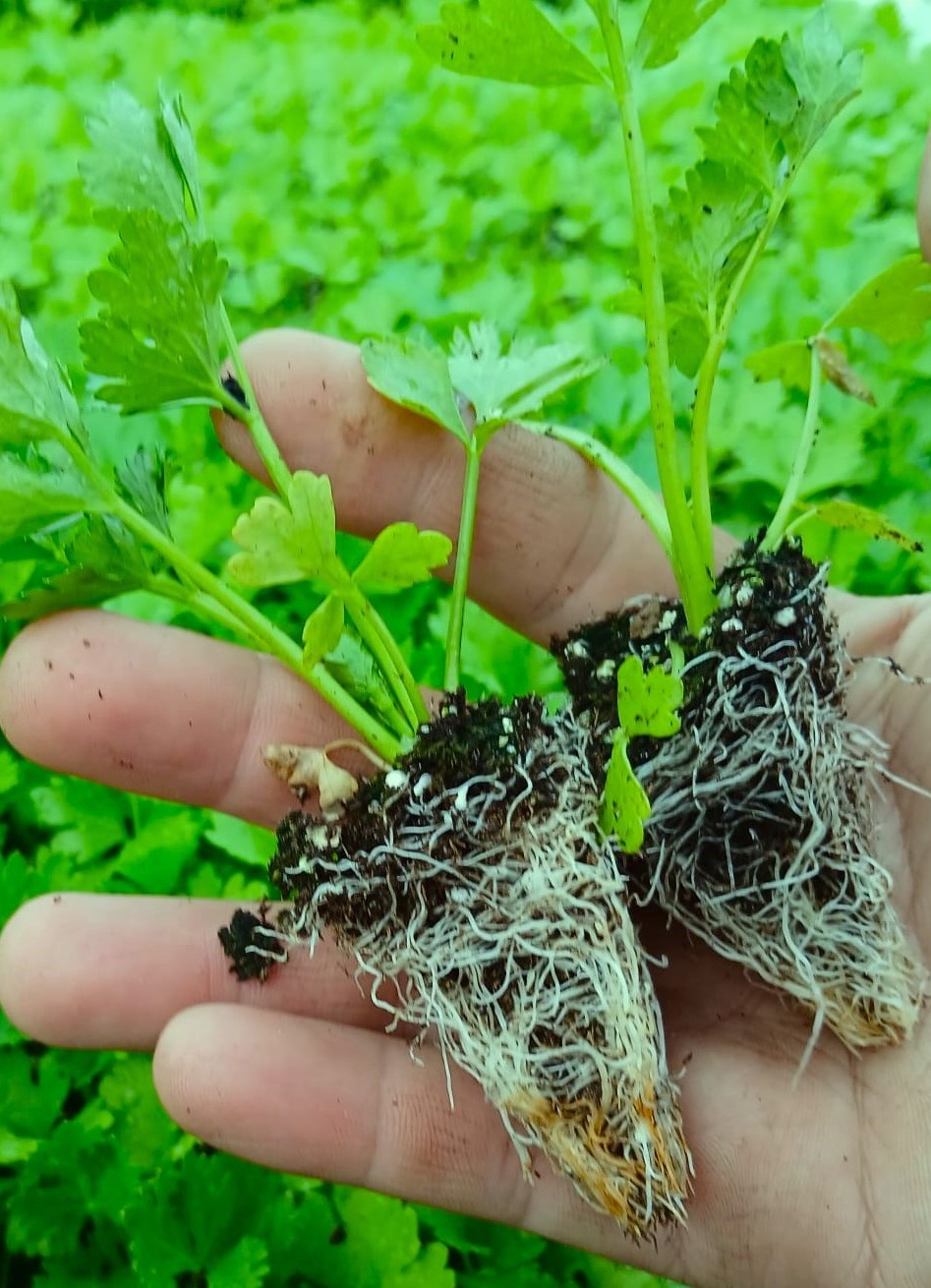 اشتال خضروات بالتجزئة