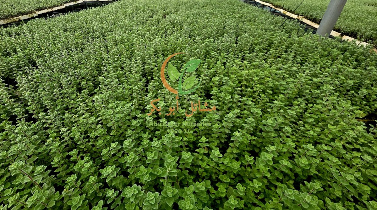 زعتر  دي فور ورقة عريضة 400 شتلة