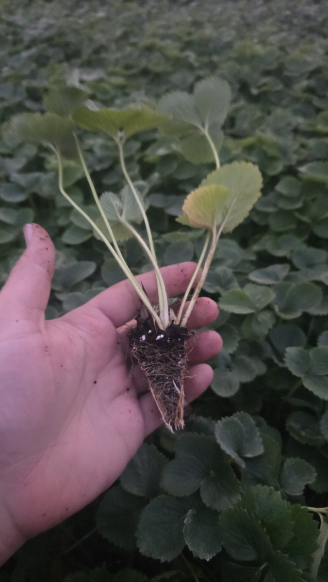 180 شتلة فرولة  بسعر 140 شامل التوصيل