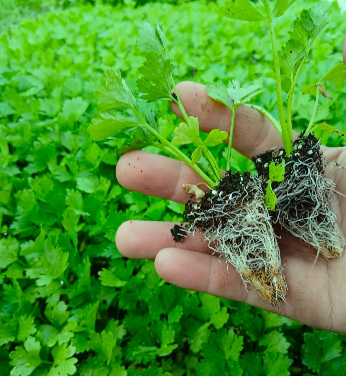 اشتال السلري (الكرفس)