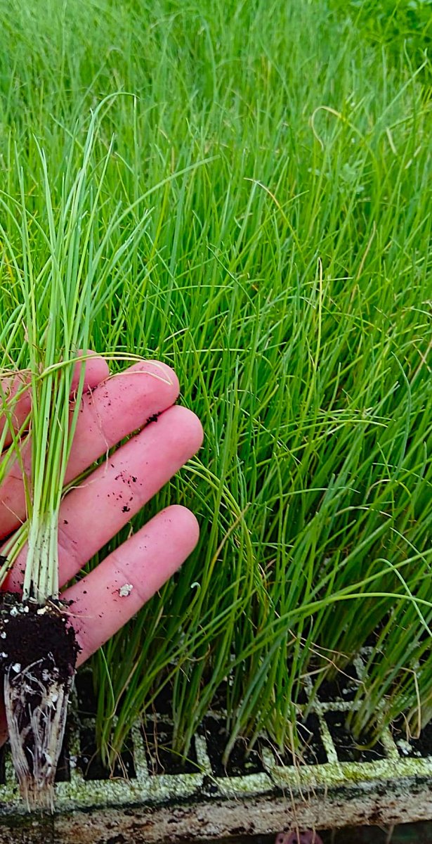 اشتال البصل الاخضر(للورق)