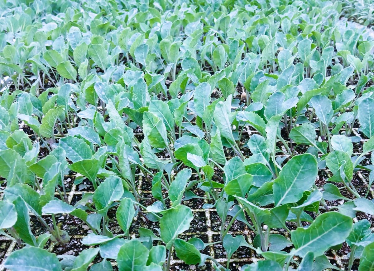 اشتال الزهرة