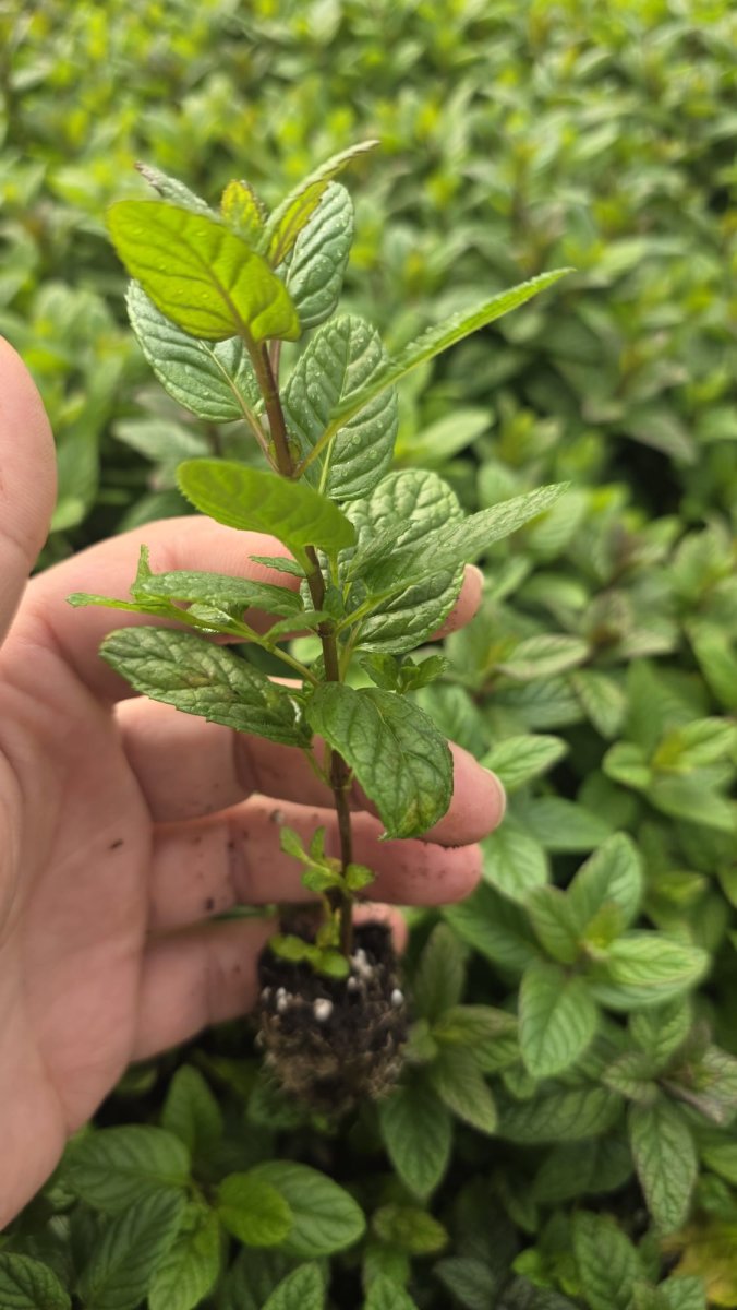 400 شتلة نعنع عرق ابيض