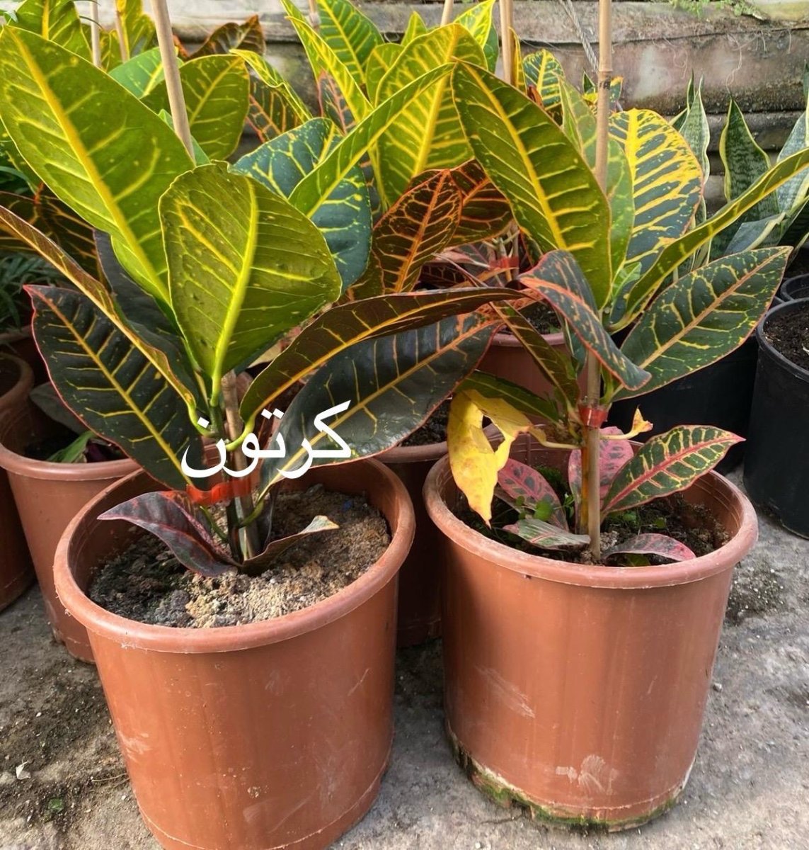 نبات الكرتون