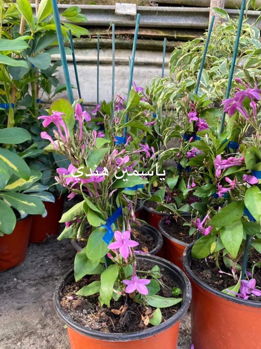 ياسمين هندي