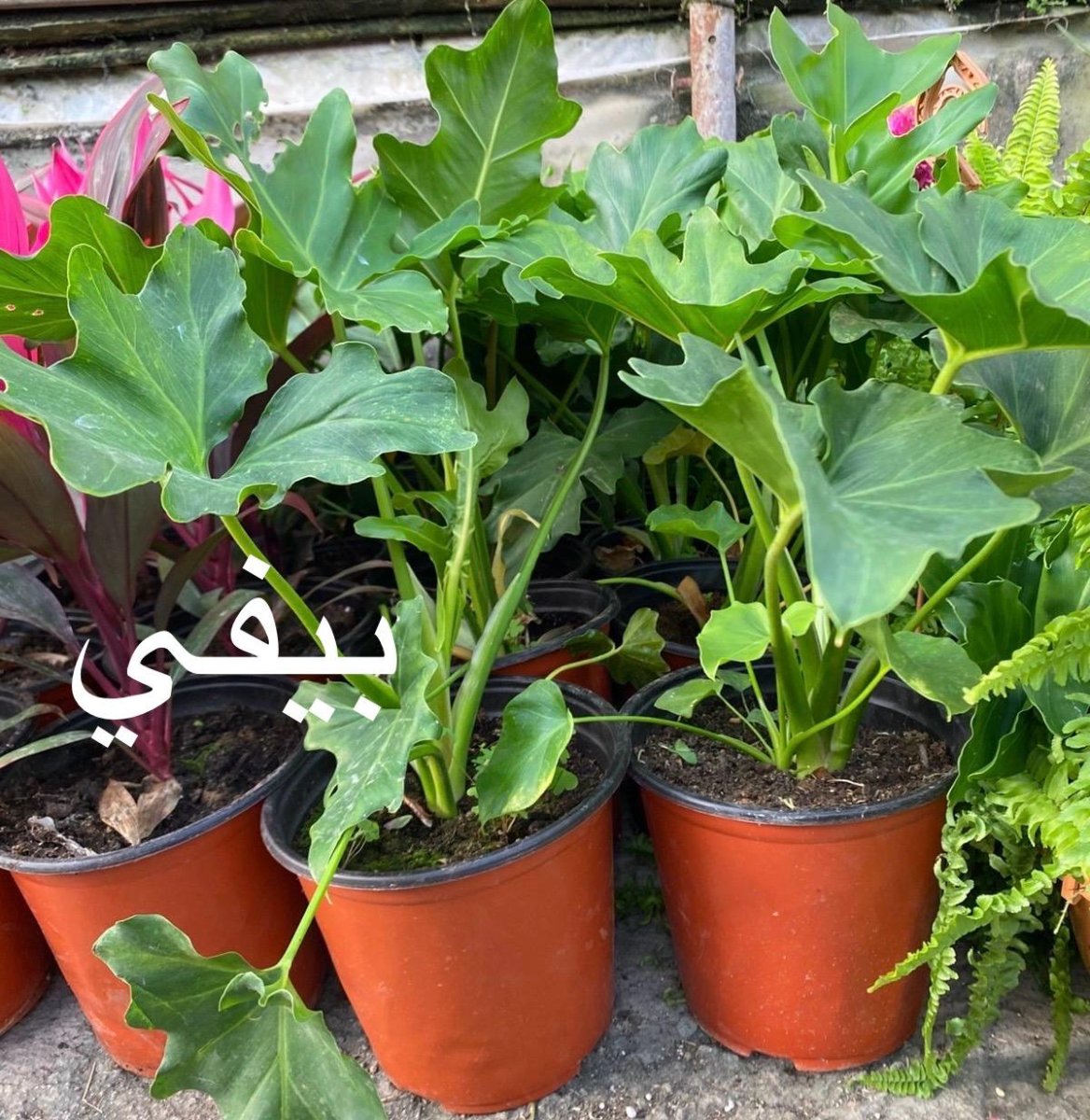 بيفي (القفص الصدري )