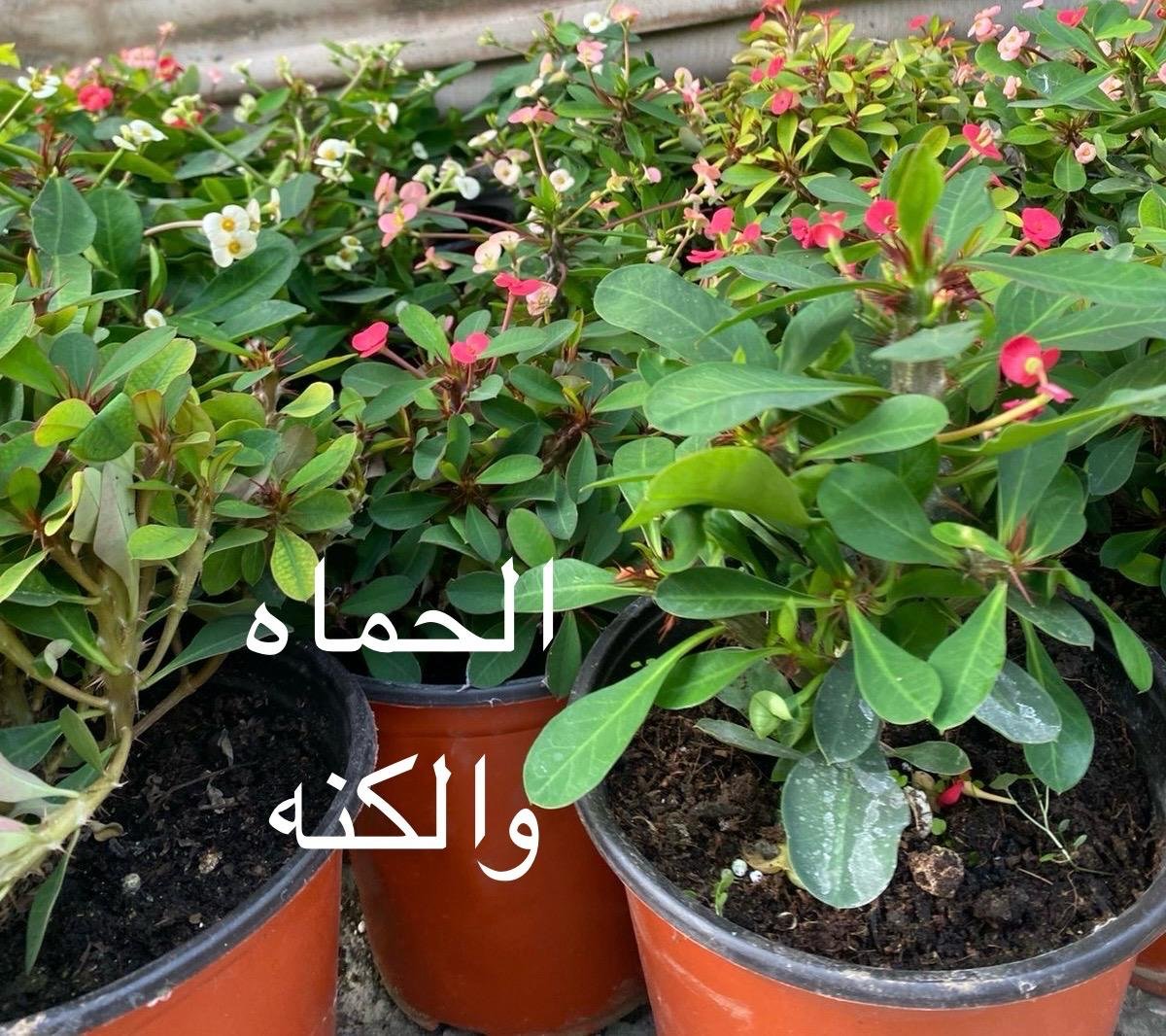 نبتة الحماة والكنه