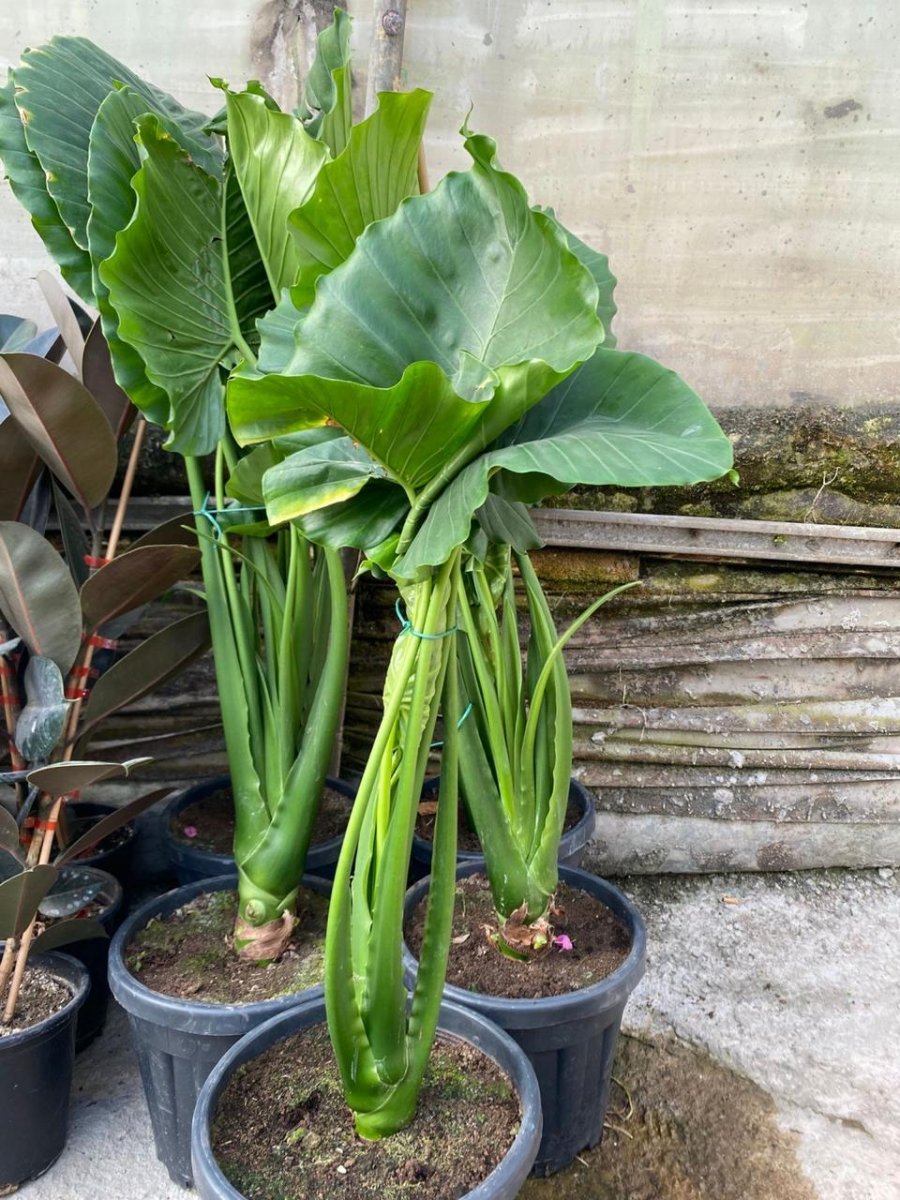 أذن الفيل (ألوكاسيا )