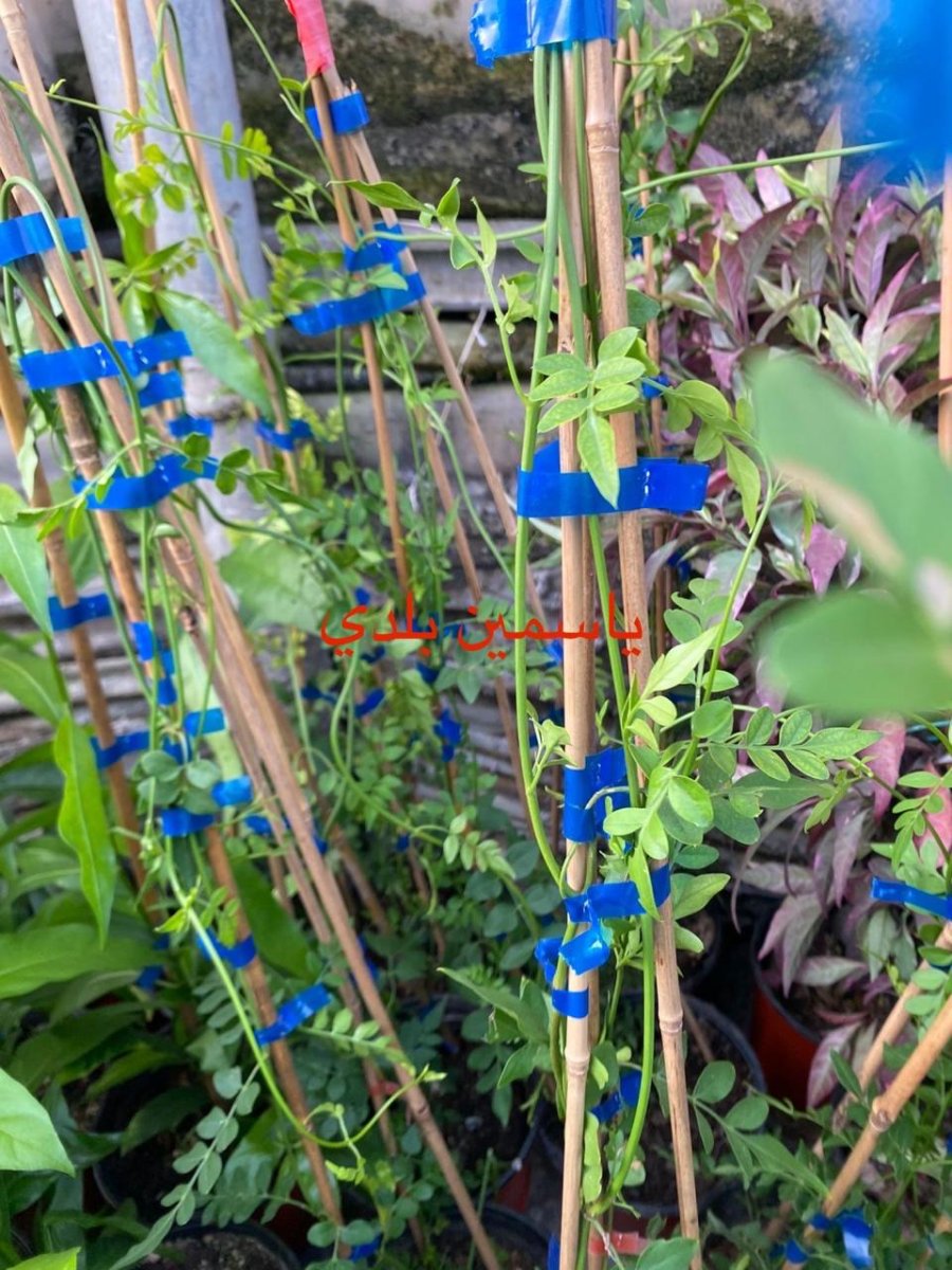 ياسمين بلدي