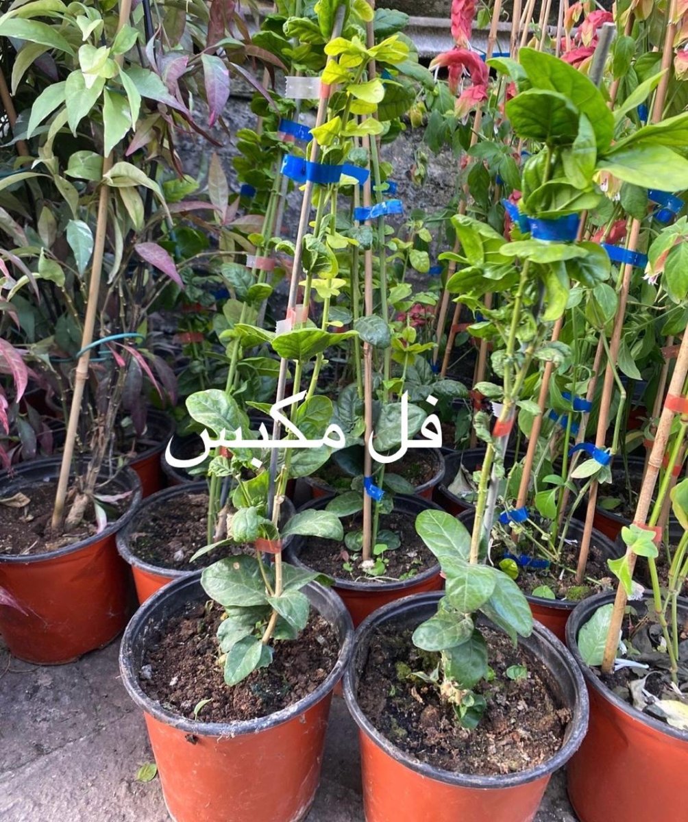 فل مكبس (الفل العربي )