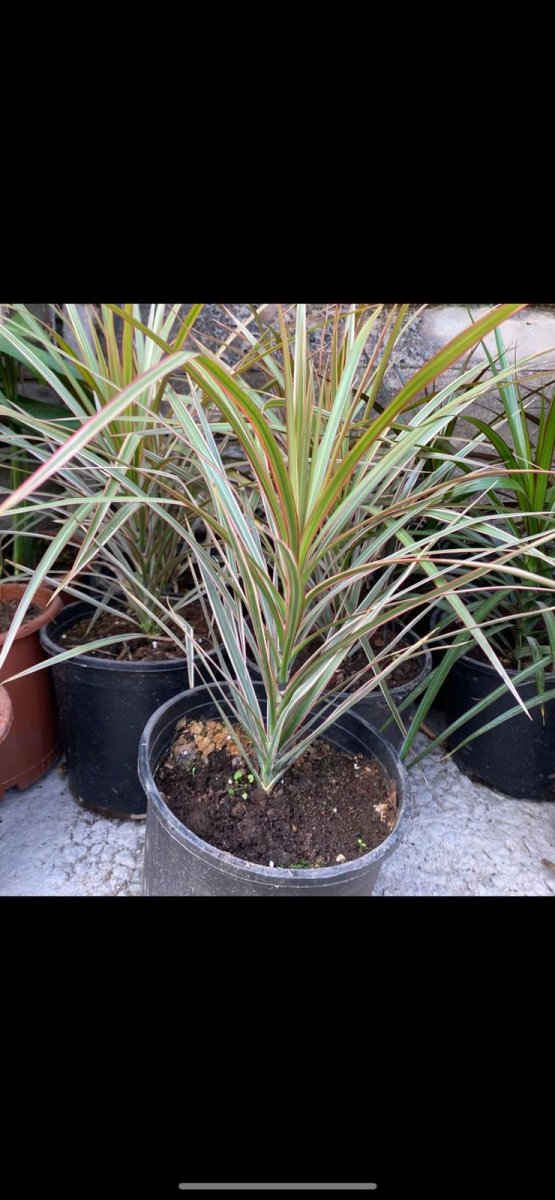 دارسينا (مارجيناتا الملونه )