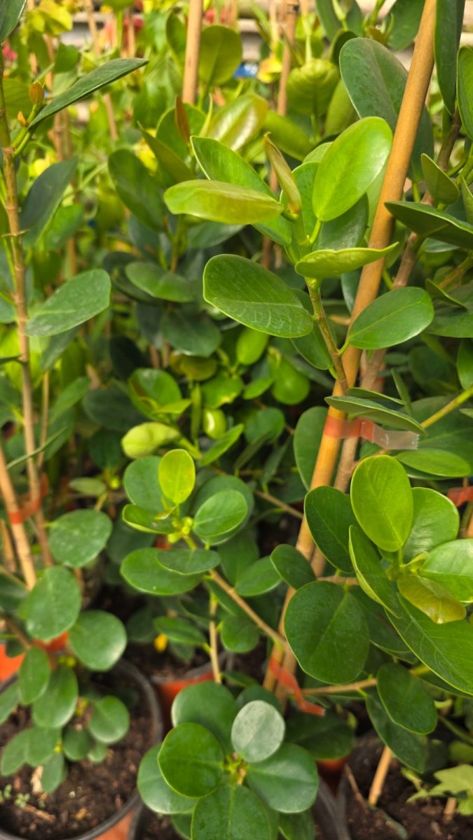 فيكس جرين متسلق