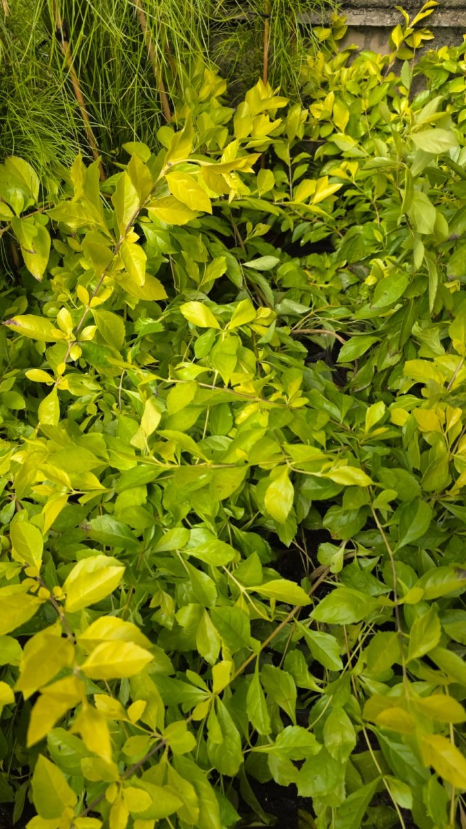 الدورنتا الصفراء