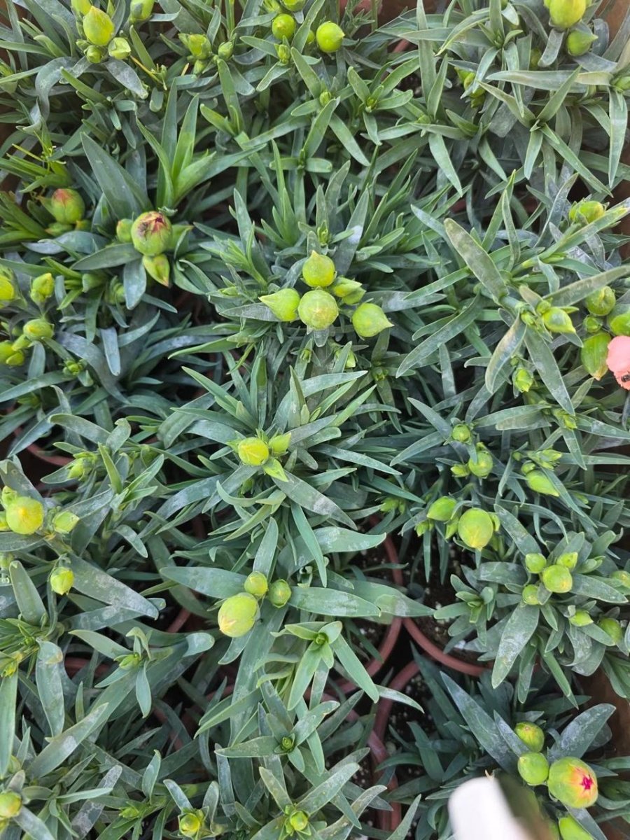 قرنفل أمريكي