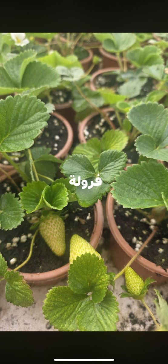 فرواله كاسات