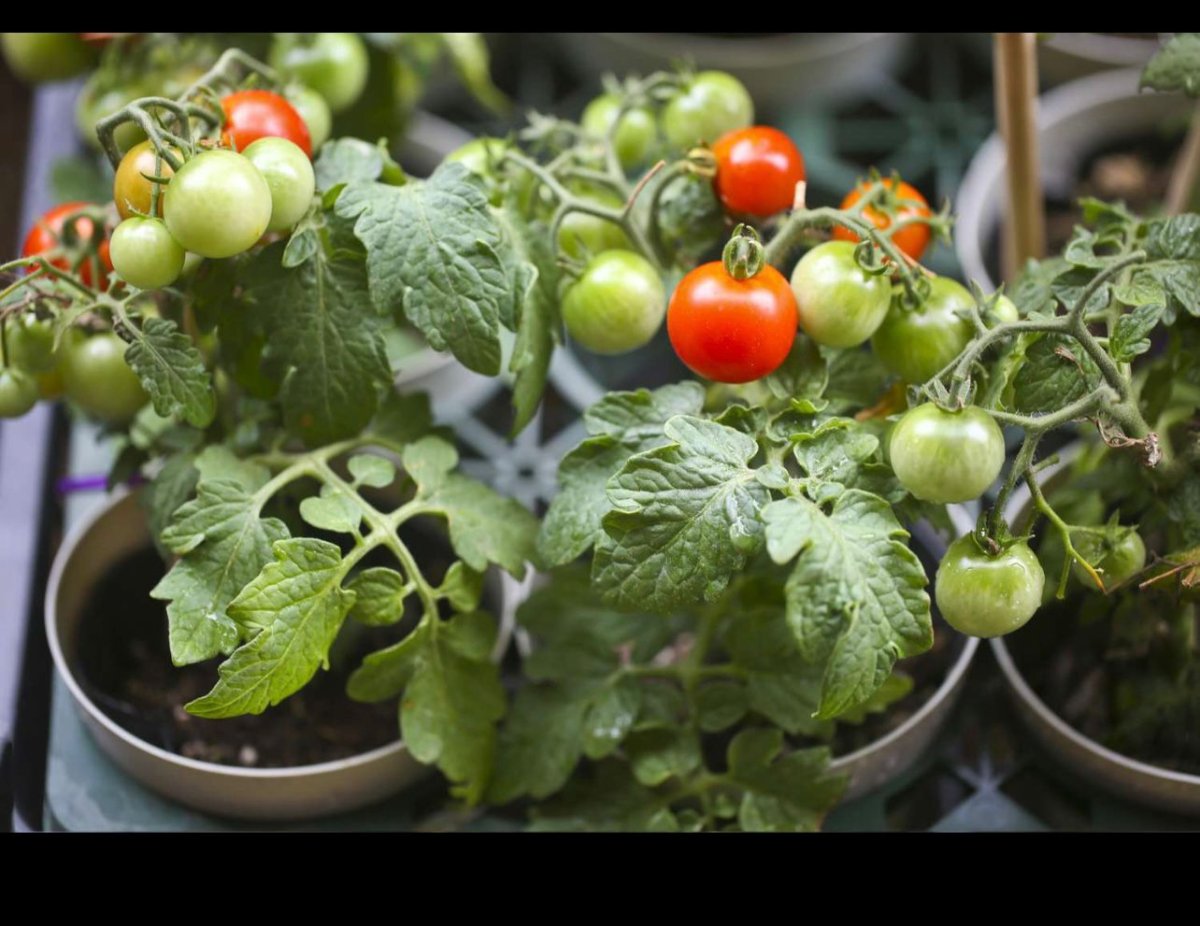 بندورة شيري