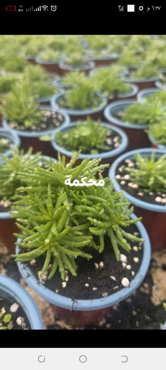 نبتة المحكمة