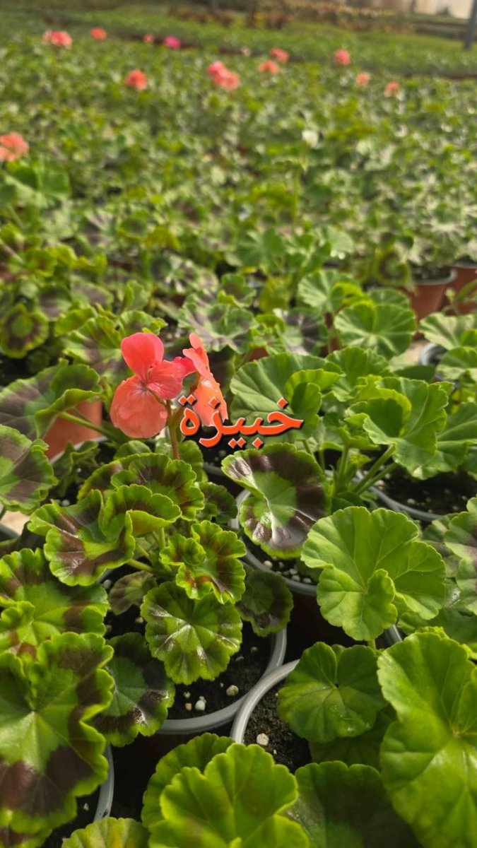 نبتة الخبيزة