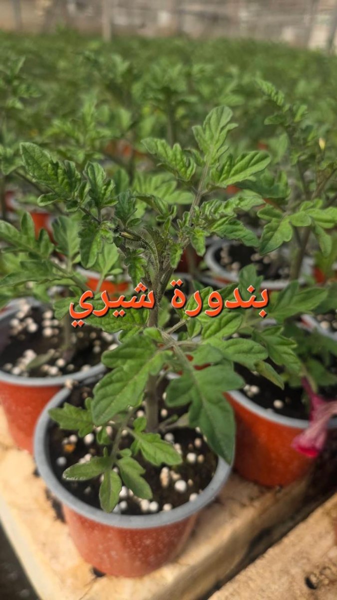 بندورة شيري