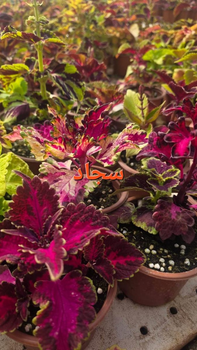 نبتة السجاد