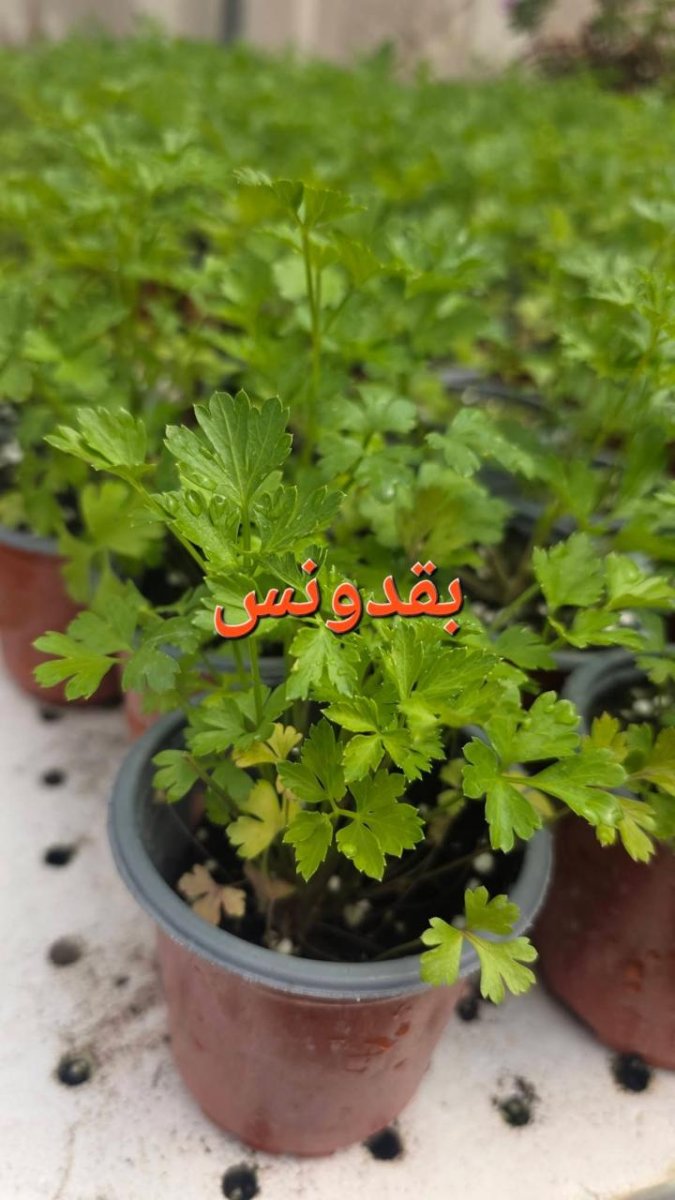 بقدونس قوار