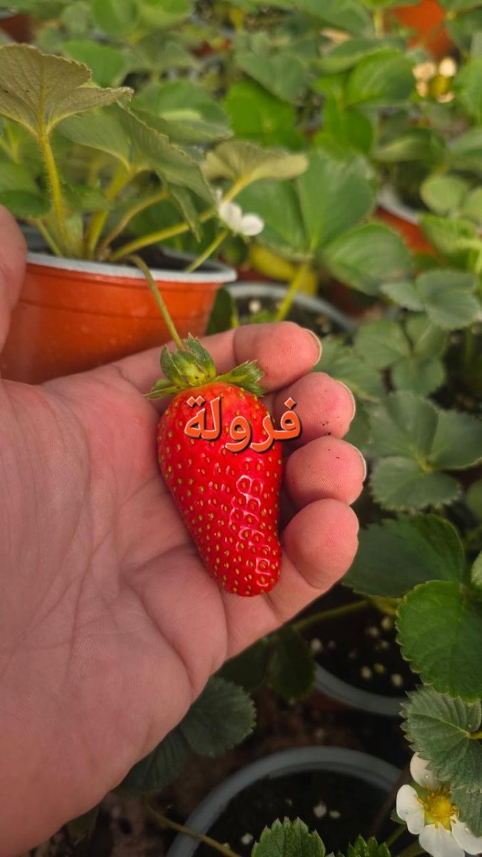 فرواله قوار