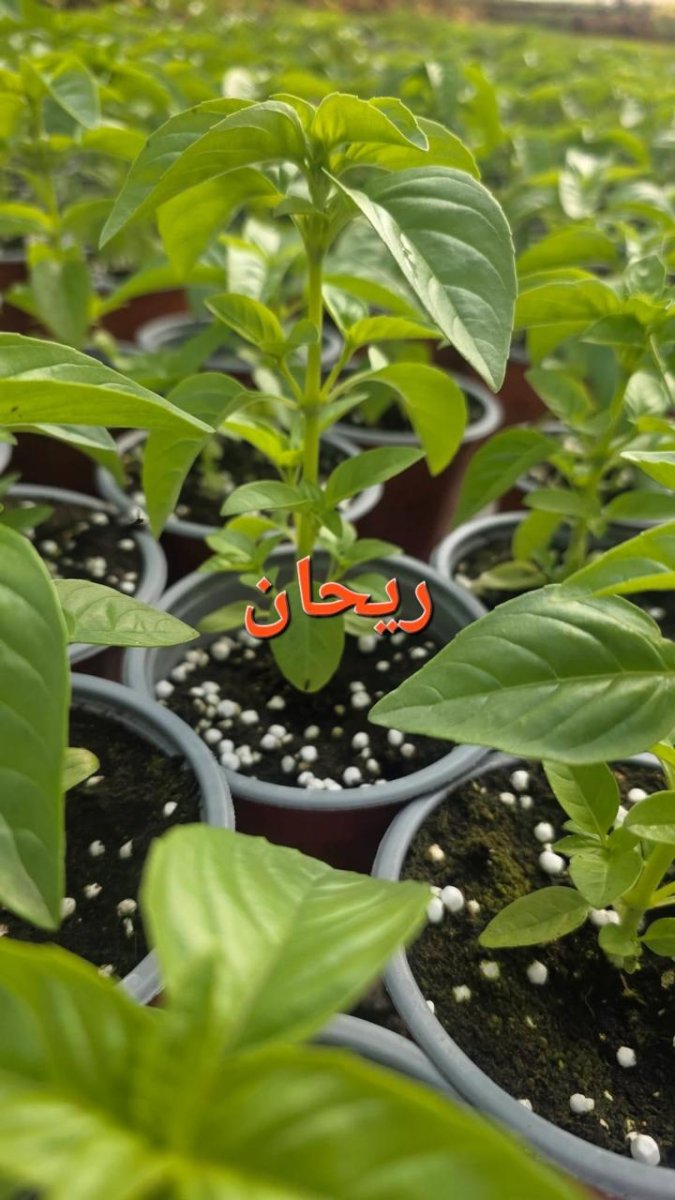 نبتة الريحان