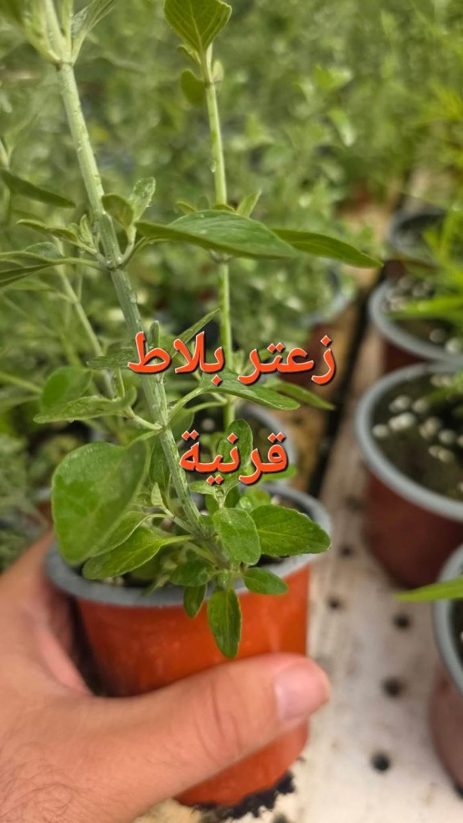 قوارقرنية (زعتر بلاط)
