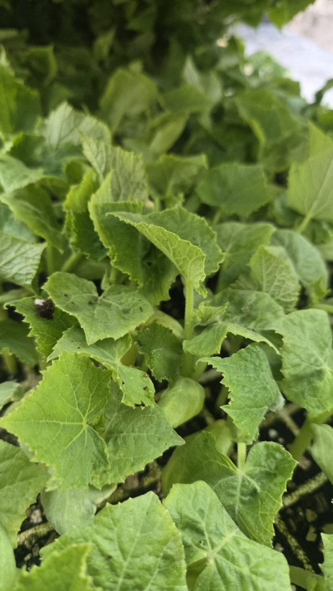 250 شتلة خيار بلدي ارضي