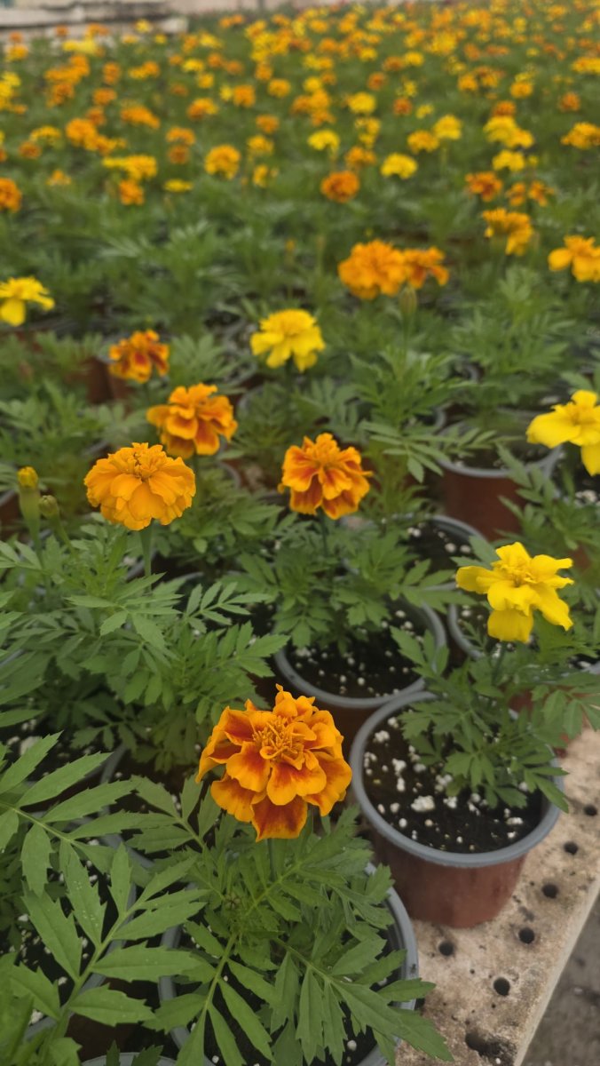 قدسية فرنسي