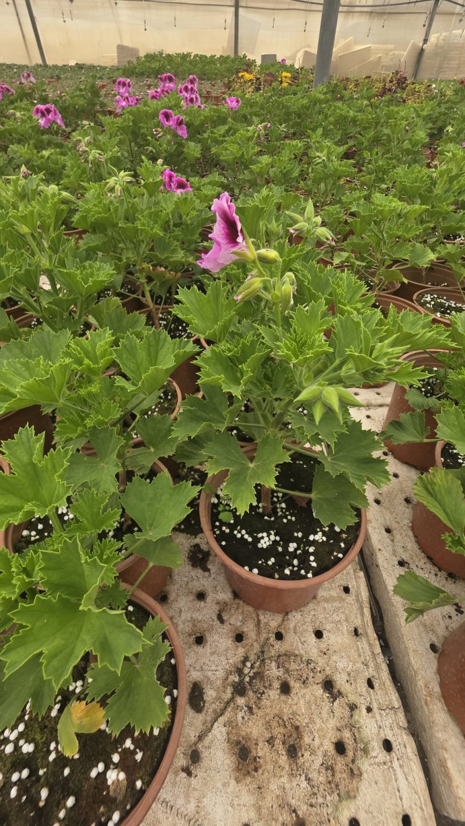 خبيزة فرنسي