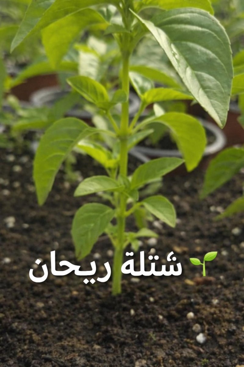 اشتال ريحان