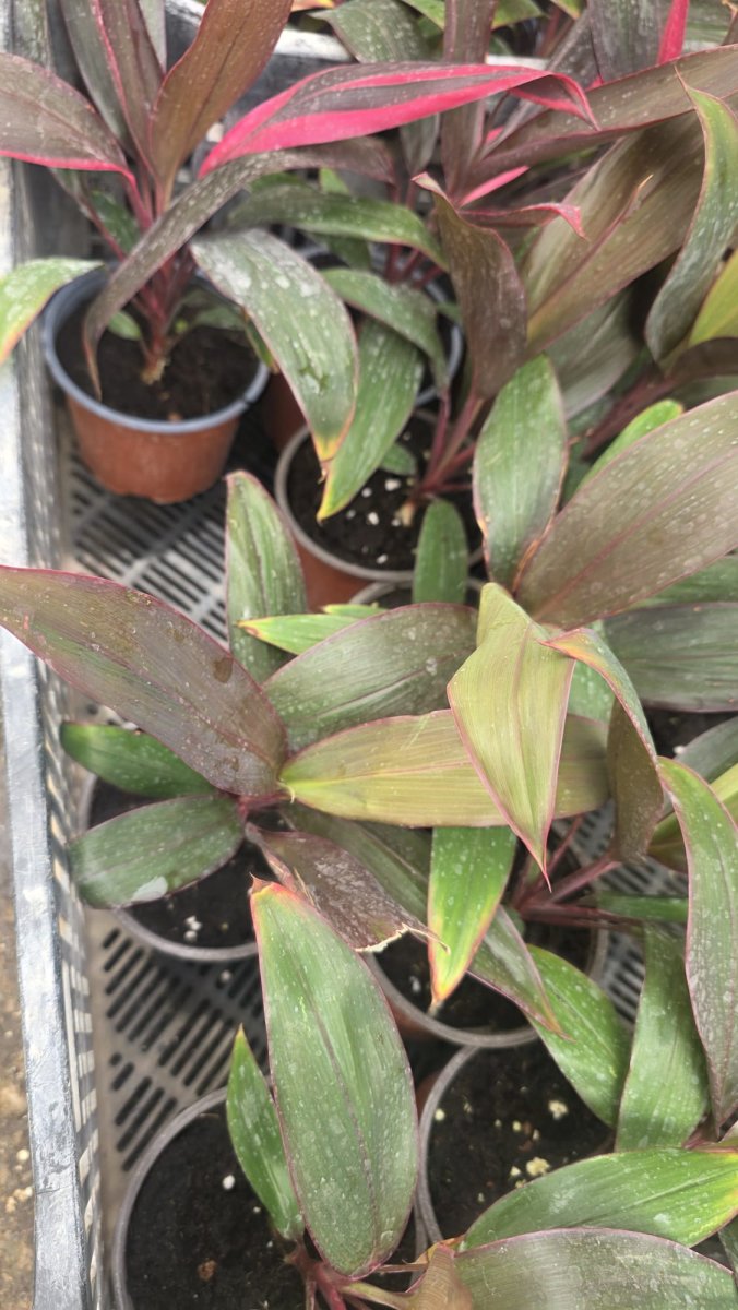 كوردلين حجم صغير