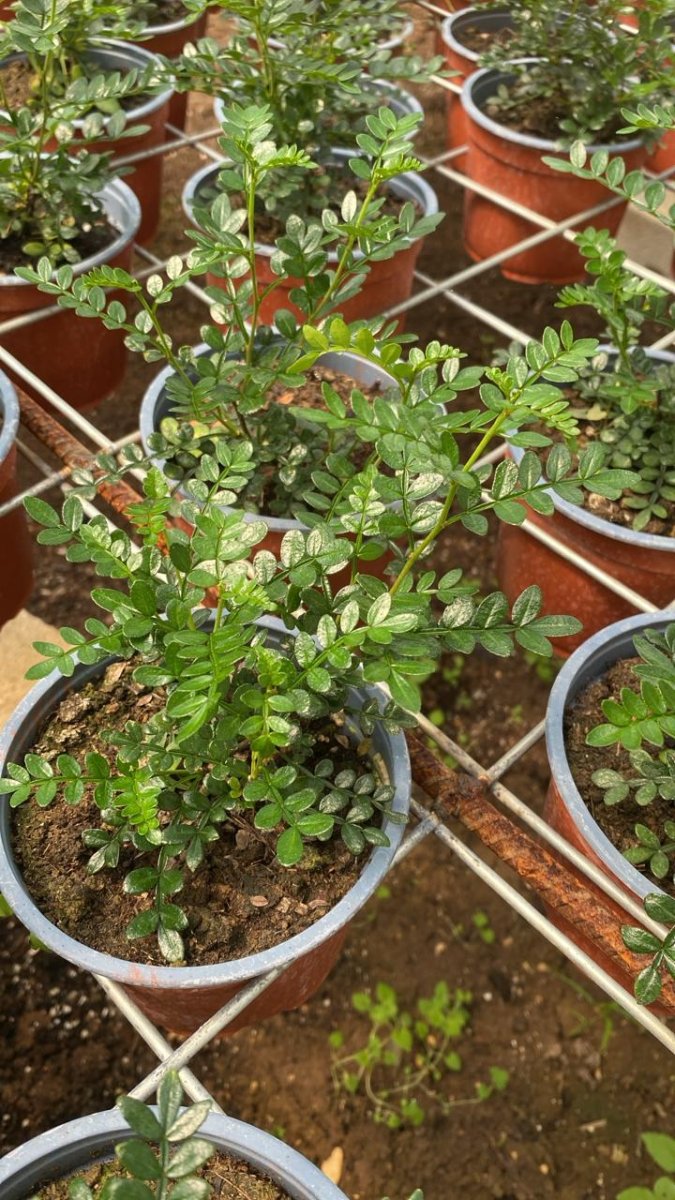 نبتة بلبون حجم صغير