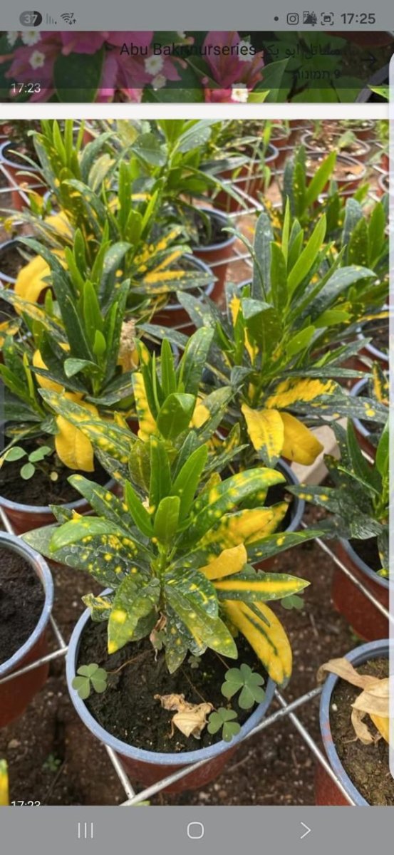 كريتون مرقط حجم صغير