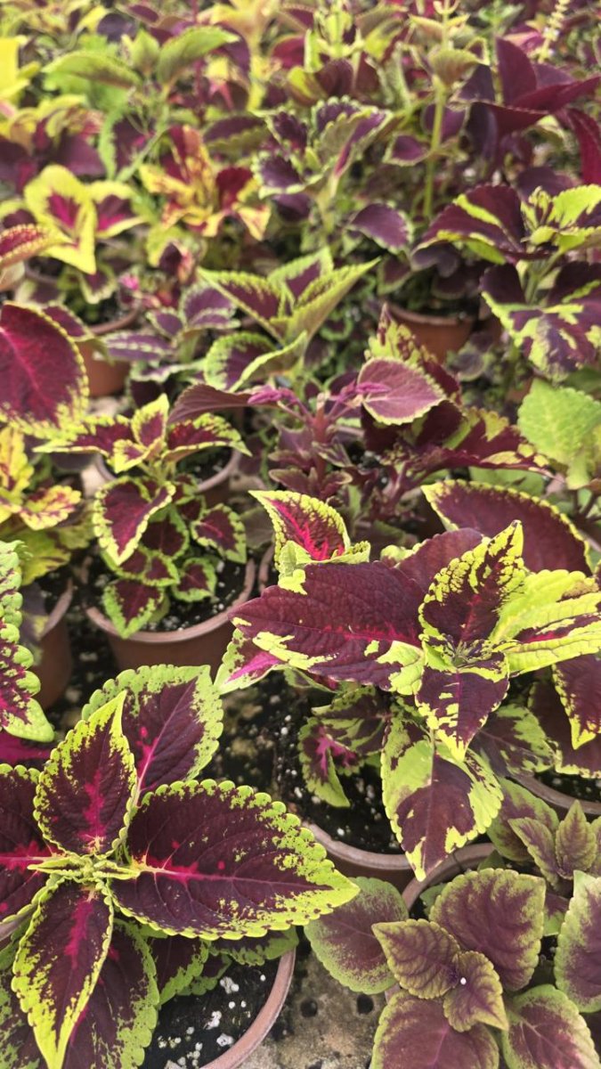 نبتة السجاد