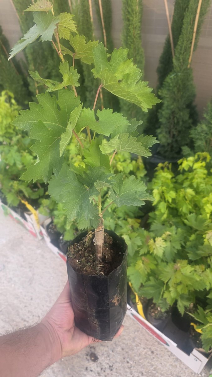 عنب بيتوني حبة سوداء  مدور ورقة حامض